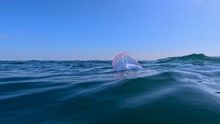 Carabela portuguesa flotando en el mar cercano de las Illas Ces