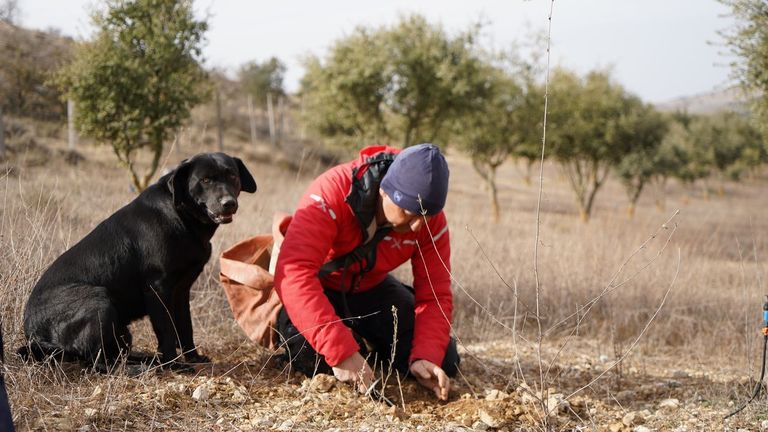 Quique Calvín de Granja Ontalvilla cazando trufas con su perra Salsa.