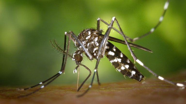 El mosquito tigre coloniza el Miño