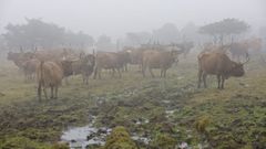 En diversas zonas de O Xistral hay ganado vacuno que pasta en el monte. 