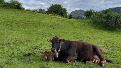 En Castilla y Len hubo cambios de protocolo ante la aparicin de algn caso de tuberculosis bovina