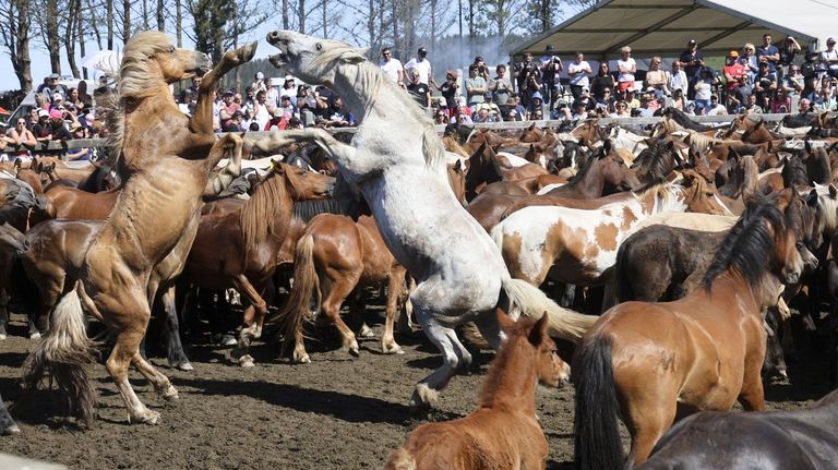 Casi 300 bestas y 52 años de rapa en el curro de A Capelada: «La bajada es lo más bonito»