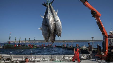 Pesca de atún rojo con almadrabas en Barbate (foto de archivo)