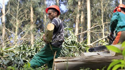 Operarios forestales cortan madera de eucalipto en un monte de Mera, en Ortigueira, en una imagen de archivo
