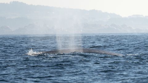 El chorro de una ballena azul