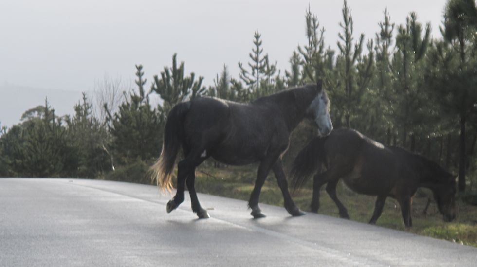 Antonio Gonz�lez t�cnico de la empresa p�blica Seaga // sult�n de torynmus.Diputados y alcaldes socialistas apoyaron a sus colegas xalleiros. 