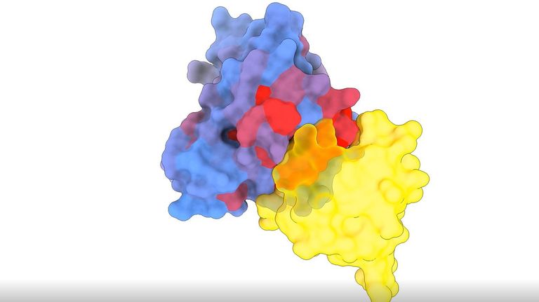 Imagen tridimensional que muestra la proteína KRAS (azul) interactuando con otra proteína, RAF1 (amarillo), una de las proteínas con las que interacciona.