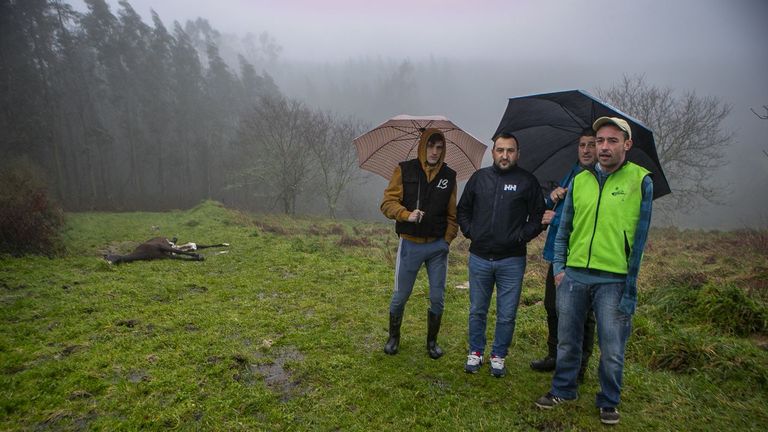 Ganaderos del monte Iroite localizaron caballos de su propiedad en un curro de fuera de Barbanza