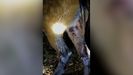Video de una «besta» herida tras ser tiroteada en la zona de Cuntis