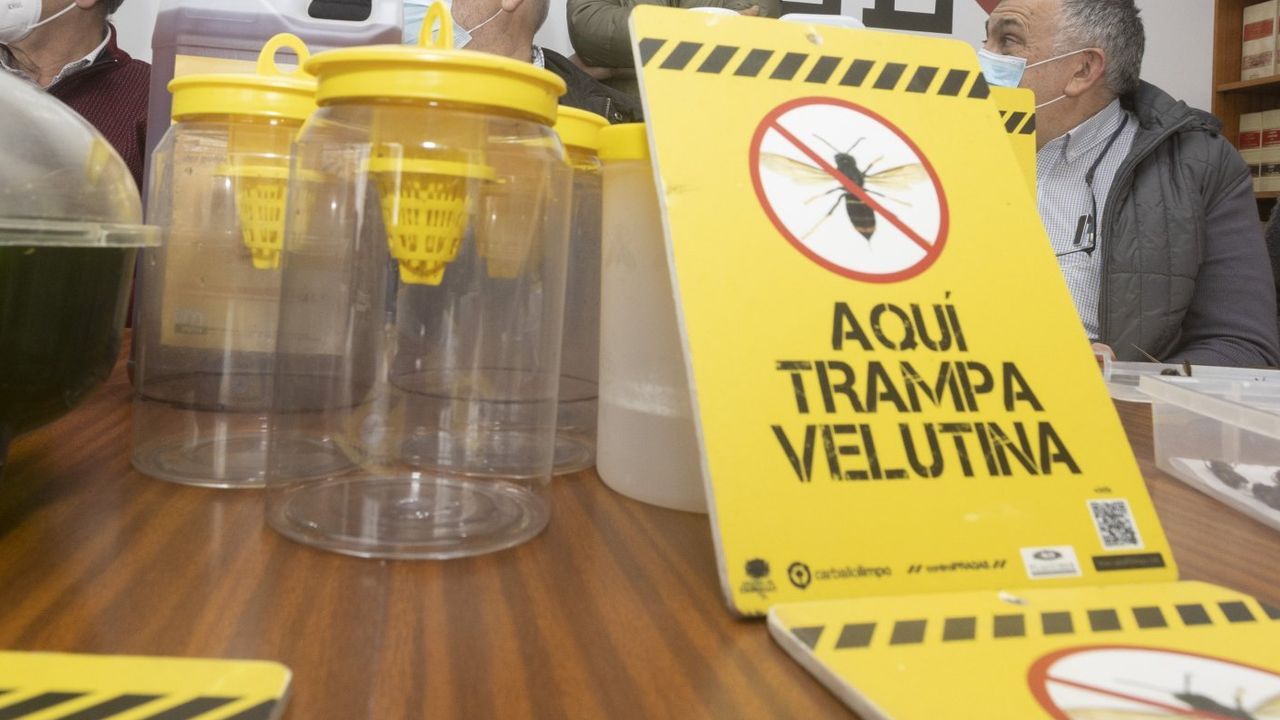 plan-de-trampeo-de-velutinas-en-fisterra