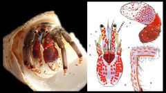 A la izquierda, una imagen de la especie calcinus tubularis. A la derecha, el dibujo de sus partes.