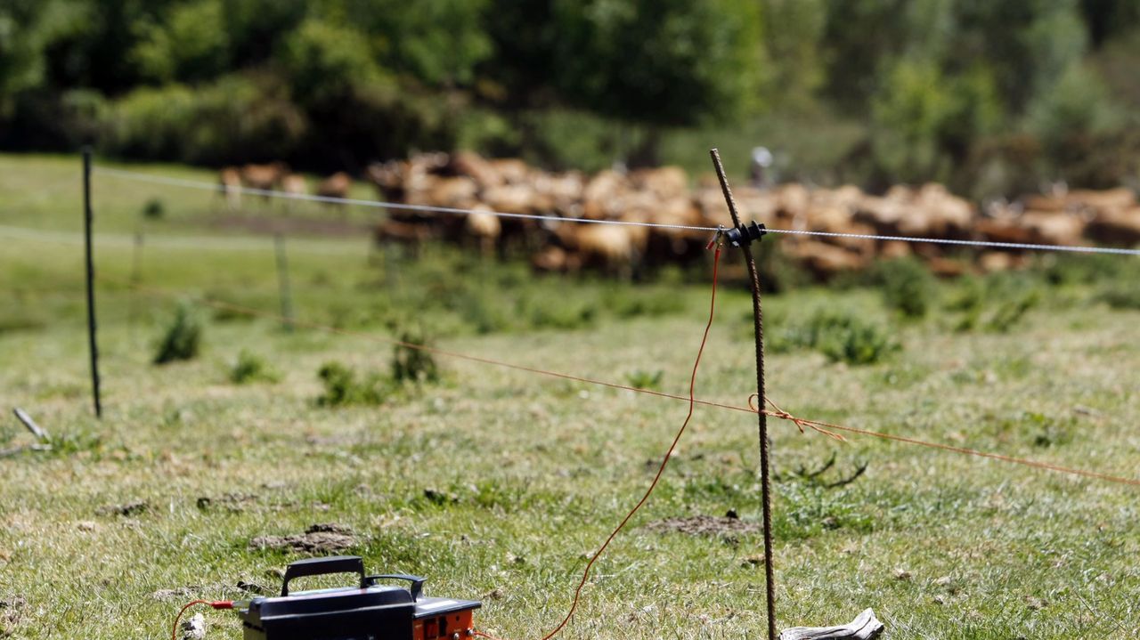 Pastor el�ctrico, en imagen de archivo