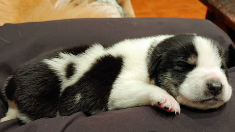 Pirata, uno de los cachorros para los que BeneCane busca un hogar