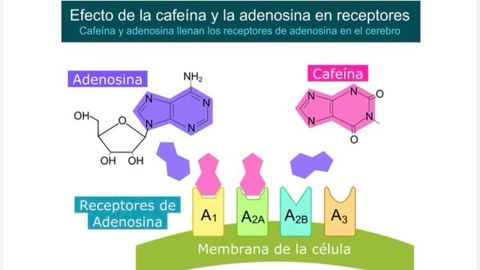 cafeina.La cafe�na y adenosina llenan los receptores de adenosina en el cerebro