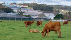 En Bergondo la estampa de varias vacas cachenas, con sus crías, contrastan con las naves del polígono industrial