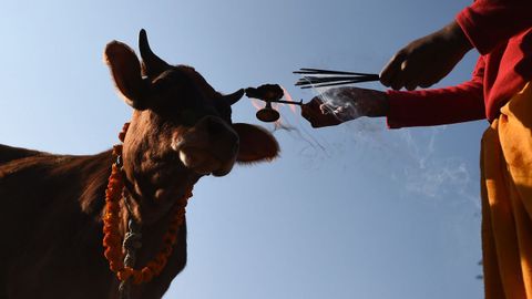 Un devoto hindú conduce a una vaca durante una ceremonia religiosa en Katmandú (Nepal)