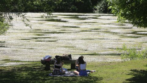 En la primavera es habitual que en el río Miño a su paso por Lugo se vea el ranuncullus trichophyllus