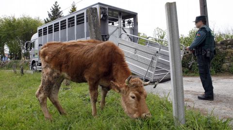 La Guardia Civil recogi las vacas de la explotacin de Boiro.