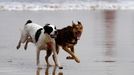 Varios perros corren por la playa de San Lorenzo de Gijón