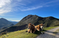 Vacas