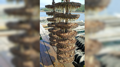 Jaula de cr�a de almeja del vivero de la cofrad�a de Noia para sembrar