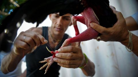 Un hombre prepara a un gallo de pelea en La Habana.