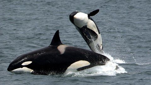 Ejemplares de alguno de los cinco núcleos familiares de orcas ibéricas (foto de archivo)