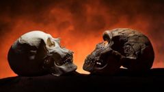 Cráneo de un homo sapiens y un neandertal