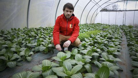 Para alta cocina. En Teo, Santiago Pérez cultiva espinaca asiática o chícharo lágrima para restaurantes de toda Europa.