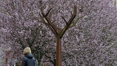 Cerezos japoneses junto a los rboles de hierro de la Ronda de Fingoi