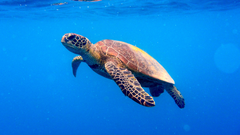 Imagen de archivo de una tortuga marina.