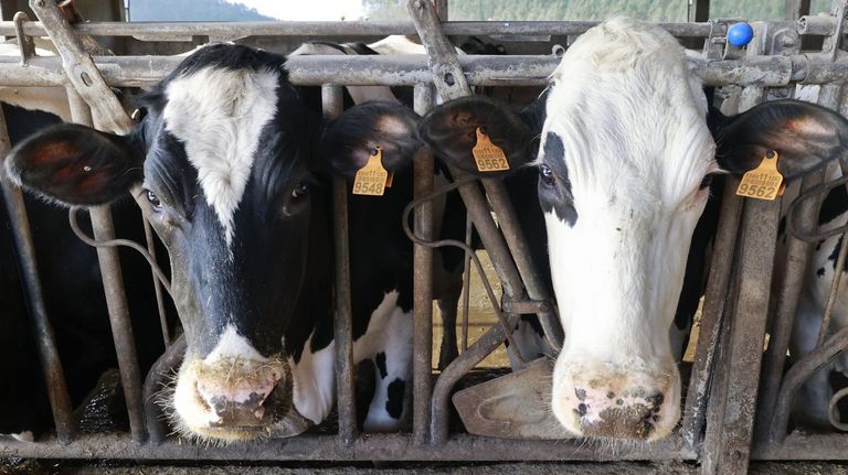 El precio de la leche vuelve a niveles de hace dos años y resta 14 millones al mes a las granjas gallegas