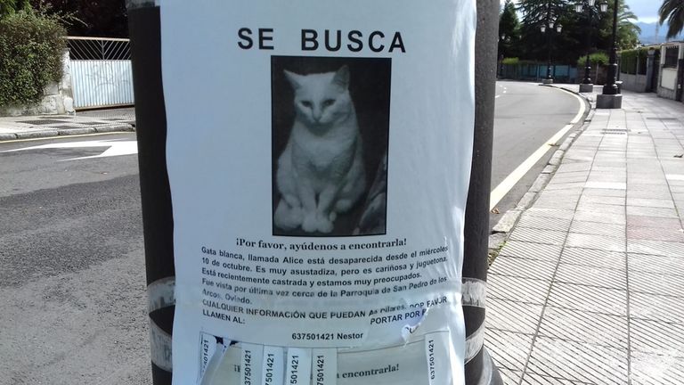 Cartel del gato perdido en Oviedo