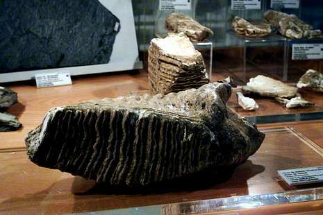 Molar del mamut de Bux�n en el museo Luis Iglesias.