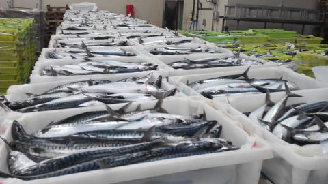Xarda en la lonja de Burela, referente de Galicia y del Cantábrico en esa pesqueria