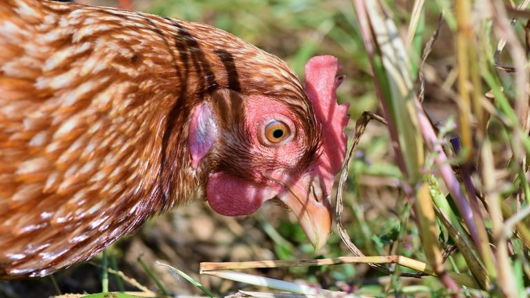 Un santuario vegano separa a los gallos de las gallinas para impedir que «las violen»