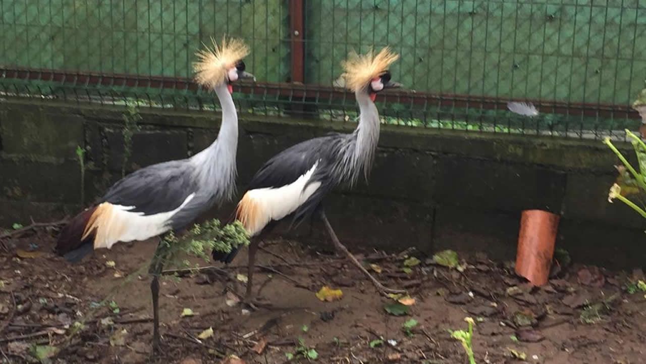 Recuperan cuatro grullas coronodas robadas en Pontevedra