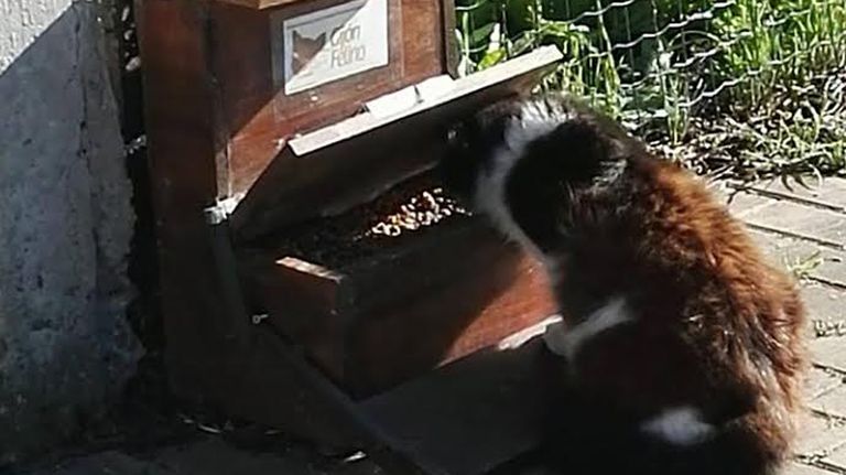 Una colonia felina en Gijón