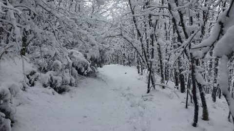 Los senderos del bosque quedaron cubiertos por una capa de nieve de unos diez centmetros de espesor
