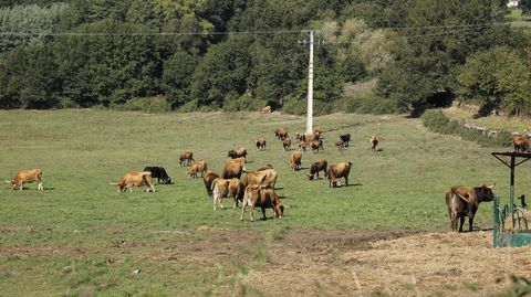 Vacas del Centro de Recursos Zoogenéticos de la Xunta en Coles