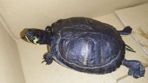 La tortuga del tipo americana mostraba daños en el caparazón
