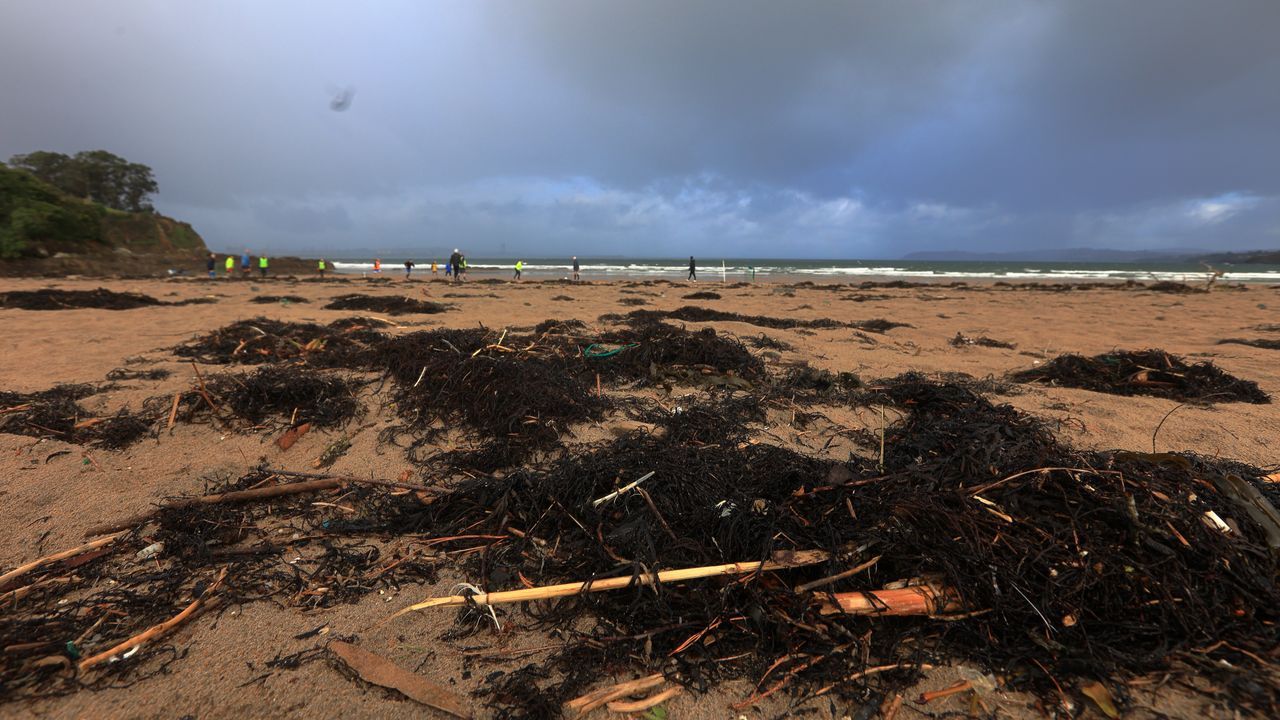 Imagen de algas este jueves 27 de enero en la playa de Bastiagueiro