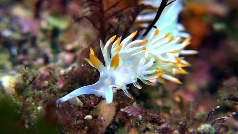 En la imagen se muestran, en color amarillo, las ceratas de los nudibranquios.