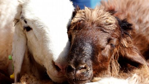 Dos ovejas permanecen en un mercado de ganado para su venta con motivo de las celebraciones del Eid al Adha, o Fiesta del Sacrificio, en Varamin, Irán. 