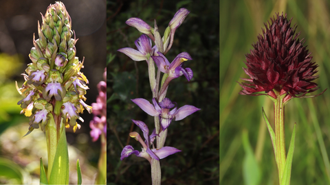 Varias especies de orqu�deas. De izquierda a derecha:��Himantoglossum robertianum�,��Limodorum abortivum� y��Nigritella gabasiana�