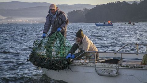 Tripulantes de la una de las catorce embarcaciones que salieron a faenar ayer, recogiendo el aparejo con el que capturan las ostras