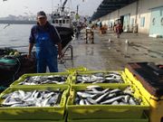 Descarga de sardina en el puerto de A Coru�a (foto de archivo)