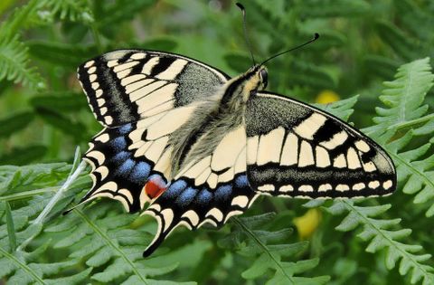 El ciclo vital de la Papilio machaon se acabará a finales del presente mes de agosto. 