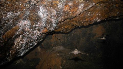 En la Cova das Choias habitan dos tipos de  murcilagos, el de herradura grande (Rhinolophus ferrumequinum) y el de las cavernas (Miniopterus schreibersii). Las dos son especies protegidas