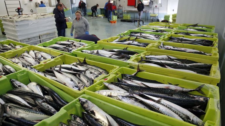 La flota española no logró pescar la tercera parte de las cuotas que tenía